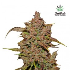 Crystal Meth Auto - FastBuds